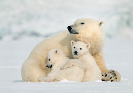 Eisbären Babies in _18_1.jpg
